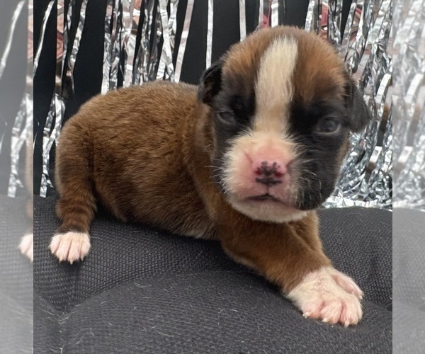 Medium Photo #10 Boxer Puppy For Sale in PAWNEE CITY, NE, USA