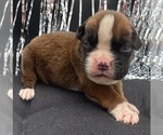 Small #9 Boxer