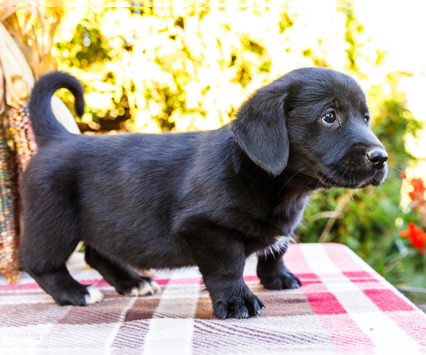 Medium Photo #5 Golden Retriever-Pembroke Welsh Corgi Mix Puppy For Sale in WAKARUSA, IN, USA