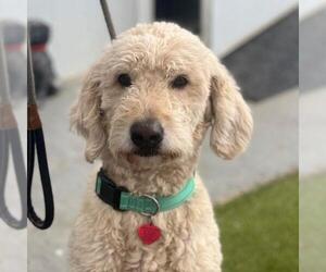 Miniature Labradoodle Dogs for adoption in San Diego, CA, USA