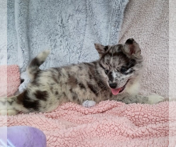 Medium Photo #1 Pomsky Puppy For Sale in ORANGE PARK, FL, USA