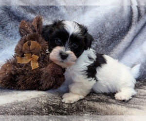 Havanese Puppy for sale in POST FALLS, ID, USA