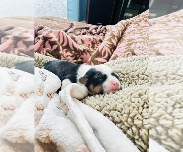 Medium Photo #13 Chorkie Puppy For Sale in SOUTH BEND, IN, USA