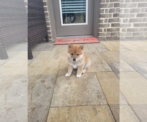 Shiba Inu Puppy for sale in DENTON, TX, USA