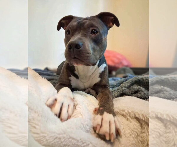 Medium Photo #5 Mutt Puppy For Sale in Rockville, MD, USA