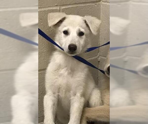 Medium Photo #1 German Shepherd Dog Puppy For Sale in Conroe, TX, USA