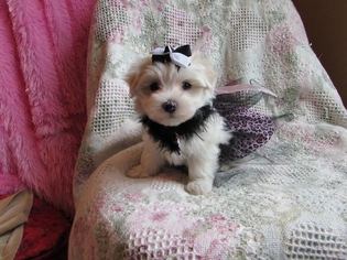 Maltese Puppy for sale in HERMITAGE, TN, USA