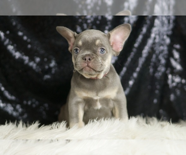 Medium Photo #1 French Bulldog Puppy For Sale in WARSAW, IN, USA