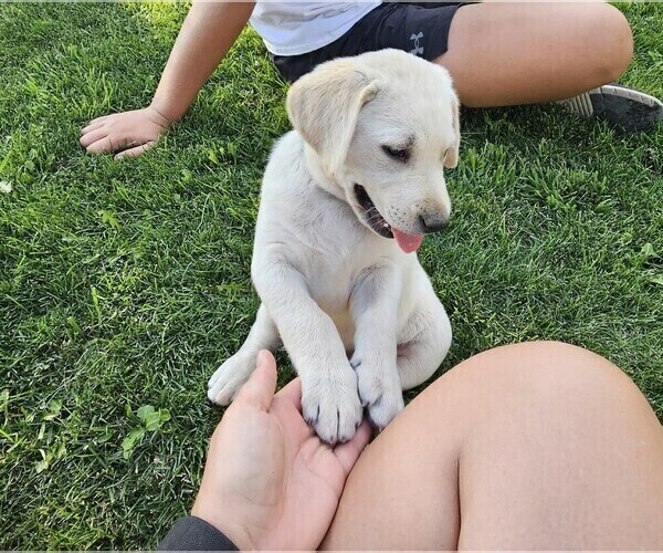 Medium Photo #4 Labrador Retriever Puppy For Sale in CEDAREDGE, CO, USA