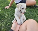 Small #3 Labrador Retriever