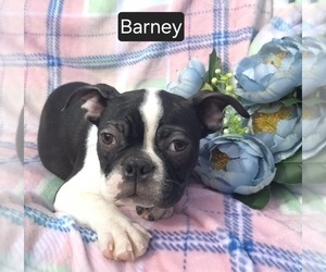 Boston Terrier Puppy for sale in MINERAL WELLS, WV, USA