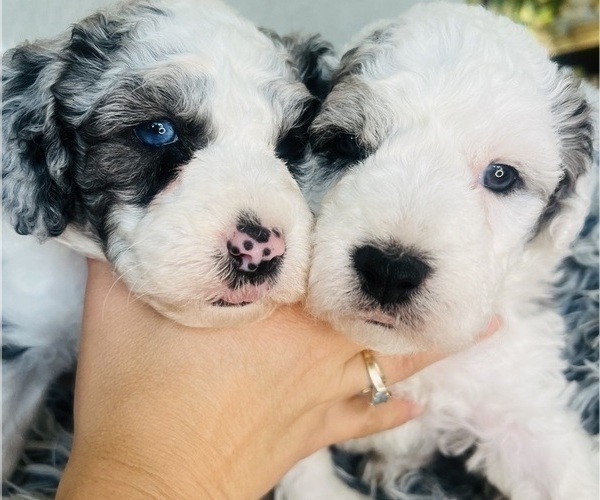 Medium Photo #64 Sheepadoodle Puppy For Sale in HUNTINGTON BEACH, CA, USA