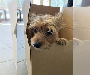 Mutt Dogs for adoption in San Antonio, TX, USA