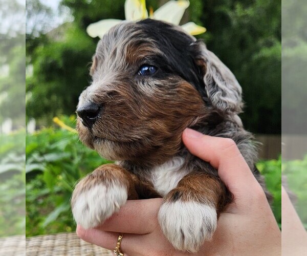 Medium Photo #5 F2 Aussiedoodle Puppy For Sale in COLUMBIA, TN, USA