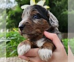 Small #4 F2 Aussiedoodle