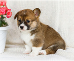 Small Photo #6 Pembroke Welsh Corgi Puppy For Sale in WAKARUSA, IN, USA