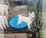Puppy Baby Fraya Alusky-Swiss Shepherd Mix