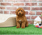 Small #3 Poodle (Miniature)