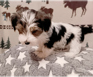 Biewer Yorkie Puppy for sale in GRANBURY, TX, USA