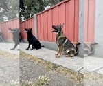 Small #13 German Shepherd Dog