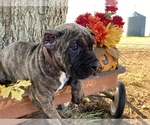 Small Photo #4 Cane Corso Puppy For Sale in WALTERS, OK, USA