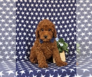 Poodle (Toy) Puppy for sale in LINCOLN UNIVERSITY, PA, USA