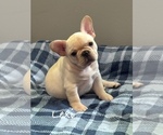 Small #2 French Bulldog