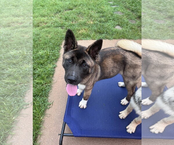 Medium Photo #2 Akita Puppy For Sale in Greenville, SC, USA
