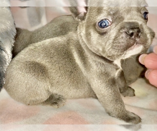 Medium Photo #10 French Bulldog Puppy For Sale in FREMONT, CA, USA