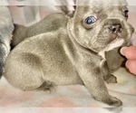Small Photo #10 French Bulldog Puppy For Sale in FREMONT, CA, USA