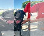 Small #3 Labrador Retriever Mix