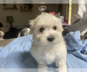 Maltese Puppy for sale in O BRIEN, FL, USA