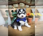 Small Photo #14 Pomsky Puppy For Sale in VENUS, PA, USA