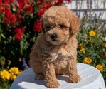 Small #5 Goldendoodle (Miniature)