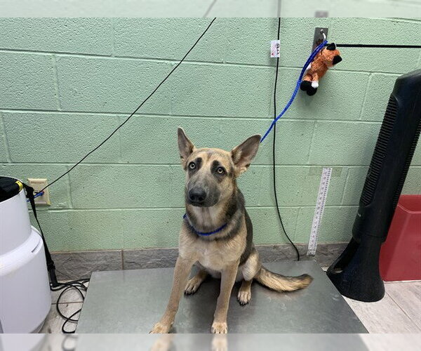 Medium Photo #1 German Shepherd Dog-Unknown Mix Puppy For Sale in Grand Prairie, TX, USA
