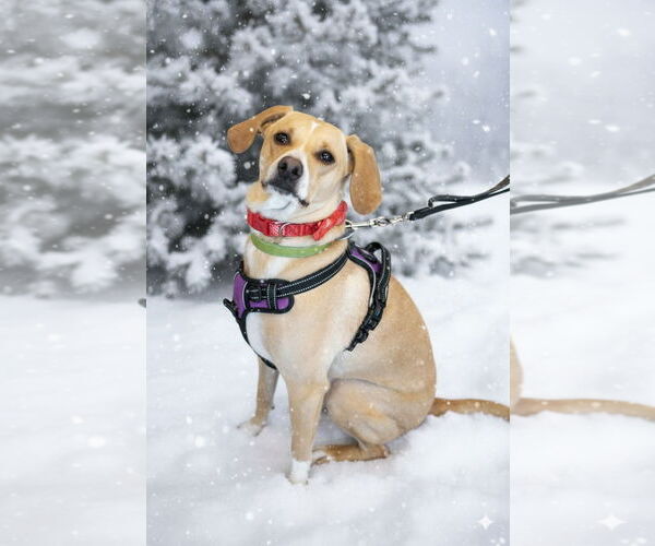 Medium Photo #1 Dachsador Puppy For Sale in Crystal, MN, USA