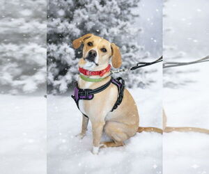 Dachsador Dogs for adoption in Crystal, MN, USA
