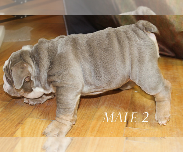 Medium Photo #6 English Bulldog Puppy For Sale in WEST PLAINS, MO, USA