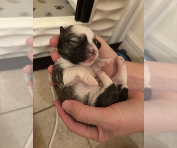 Medium Photo #8 Lhasa Apso Puppy For Sale in GIBSONTON, FL, USA