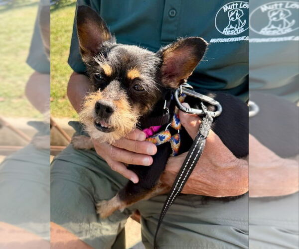 Medium Photo #2 Mutt Puppy For Sale in Fairfax, VA, USA