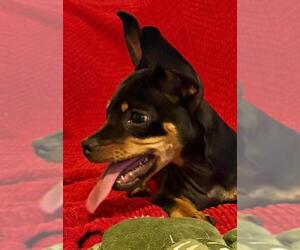 Puppy Norman  -  Bonded With Daisy  - So Ca - Male Doxie-Pin Dog for Adoption - Photo #3
