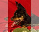 Small #2 Doxie-Pin