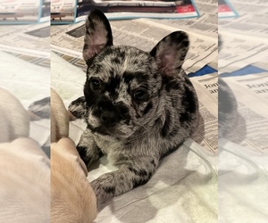 French Bulldog-Scottish Terrier Mix Puppy for sale in BILOXI, MS, USA