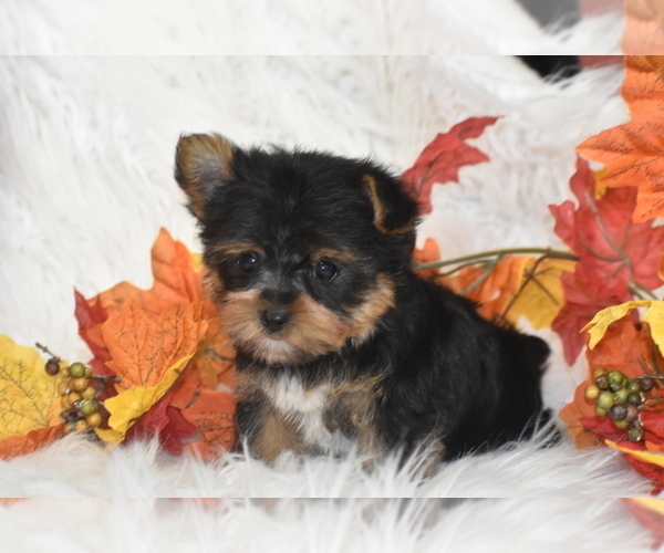 Medium Photo #2 Yorkshire Terrier Puppy For Sale in ELDORADO, OH, USA