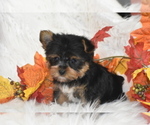 Small #1 Yorkshire Terrier