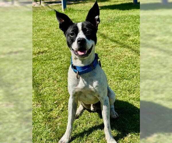 Medium Photo #2 Boston Terrier-Unknown Mix Puppy For Sale in Ventura, CA, USA