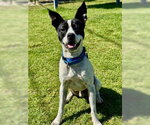 Small #1 Boston Terrier Mix