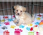 Small Photo #8 Maltipoo Puppy For Sale in ORO VALLEY, AZ, USA