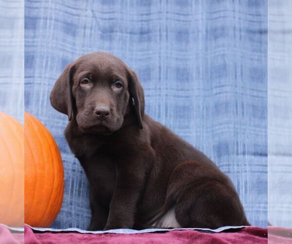 Medium Photo #3 Labrador Retriever Puppy For Sale in ELLIOTTSBURG, PA, USA