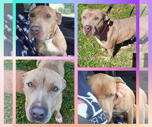 American Pit Bull Terrier-Unknown Mix Dogs for adoption in Blacksburg, SC, USA